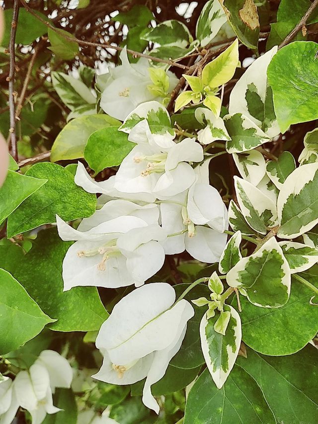 White bougenville flowers
