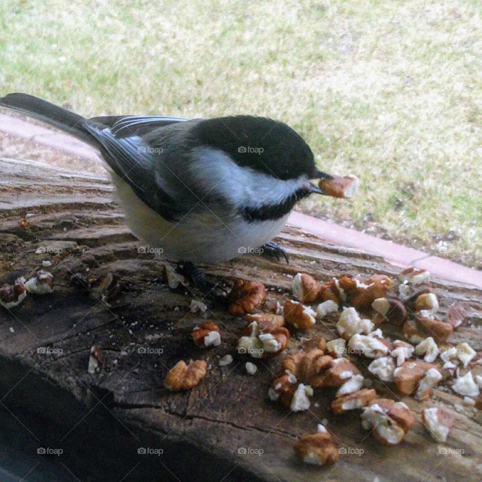 Chickadee