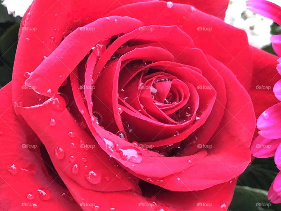 friendly relationship of rose and morning dew