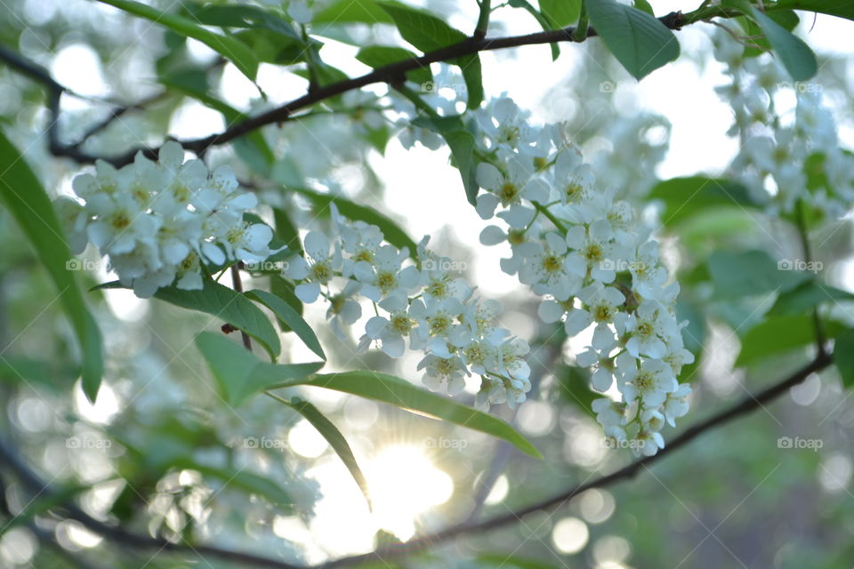 flowering tree