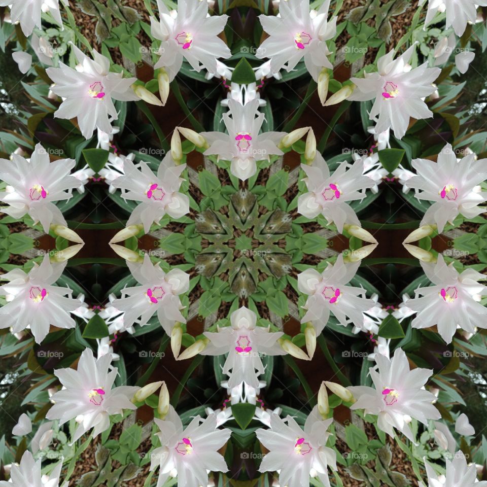 cactus kaleidoscope