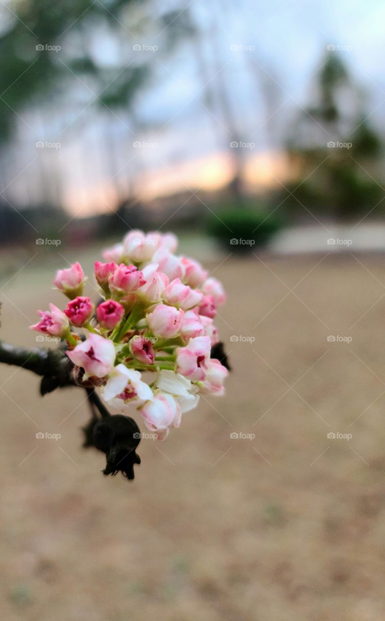 First Signs of Spring