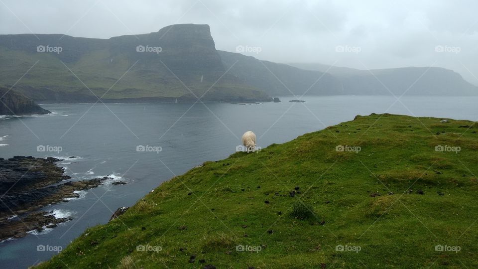 Sheep on the Ocean