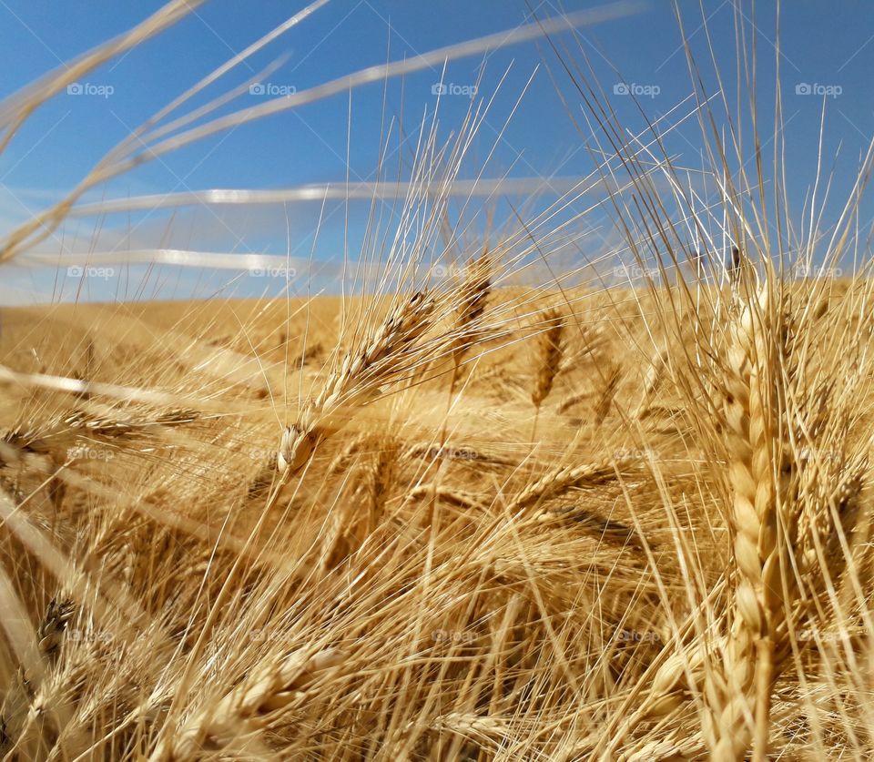 Wheat field on a beautiful summer day.