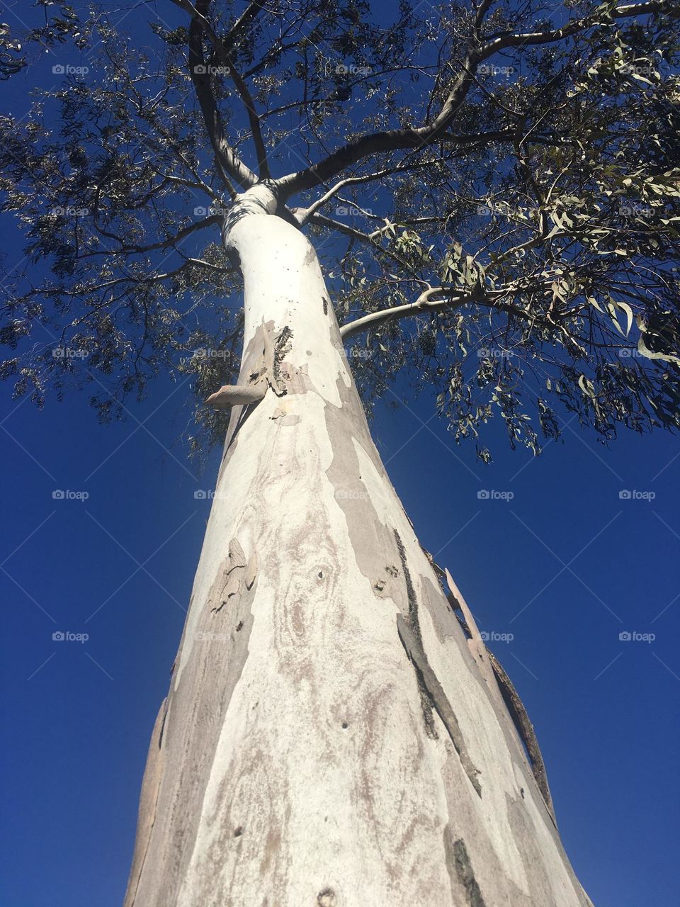 Long tree