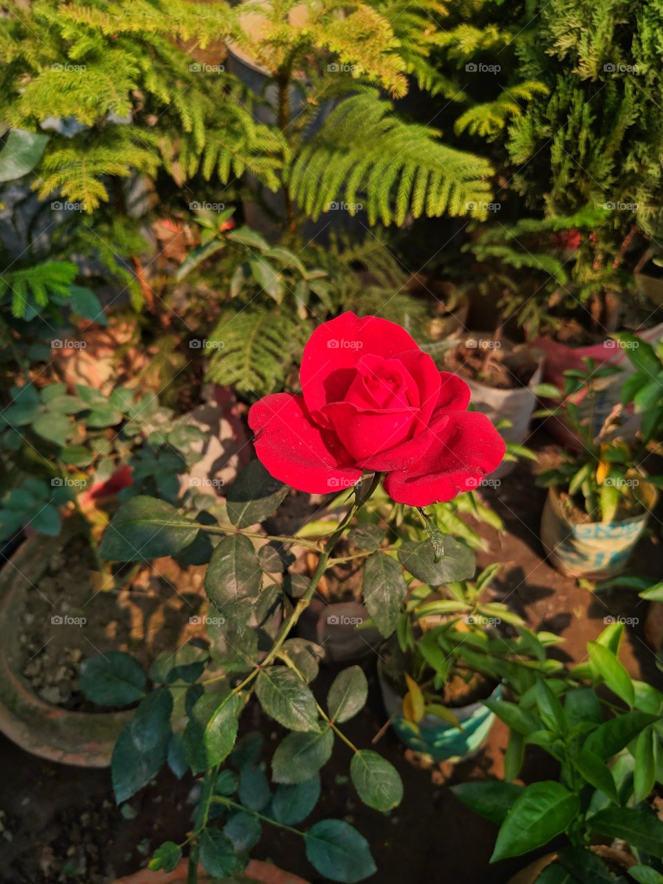 Red Rose is always beautiful ♥️