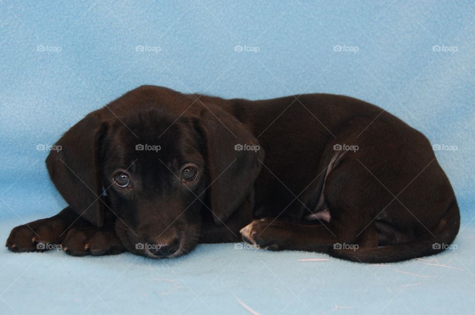 Cute black puppy resting