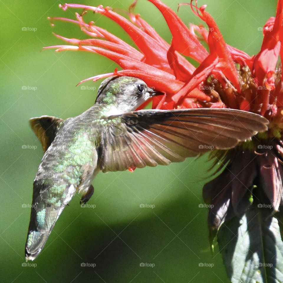 Hummingbird on bee balm, summertime 