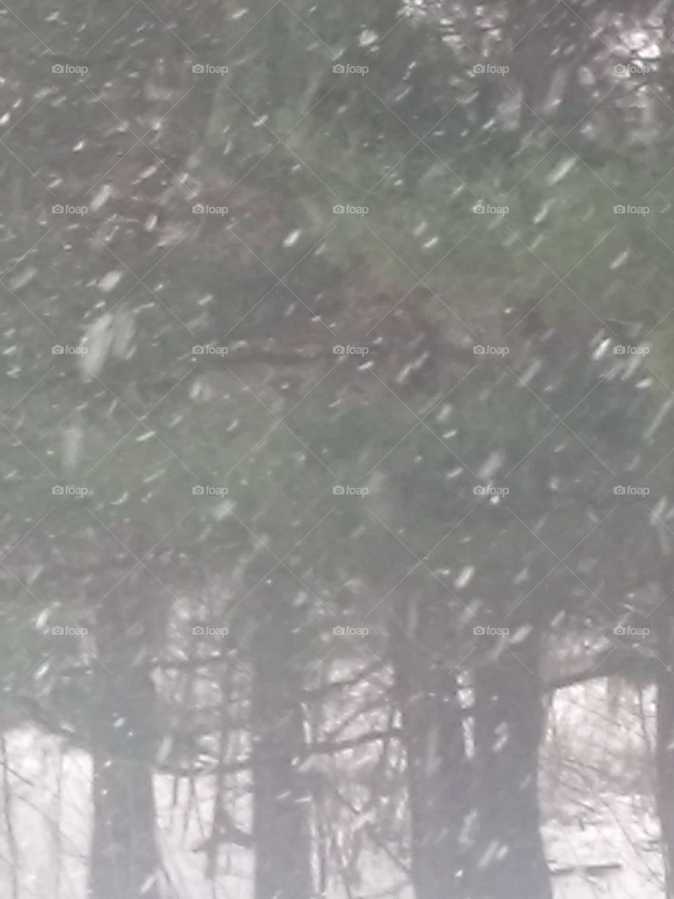 Pine trees and Snow Flakes