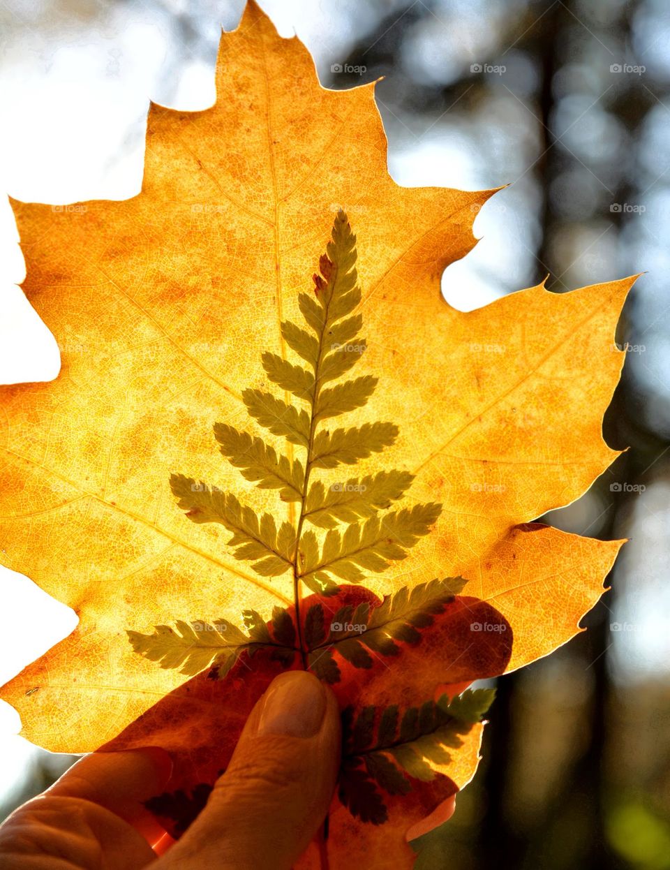 leaf in the hand in autumn forest