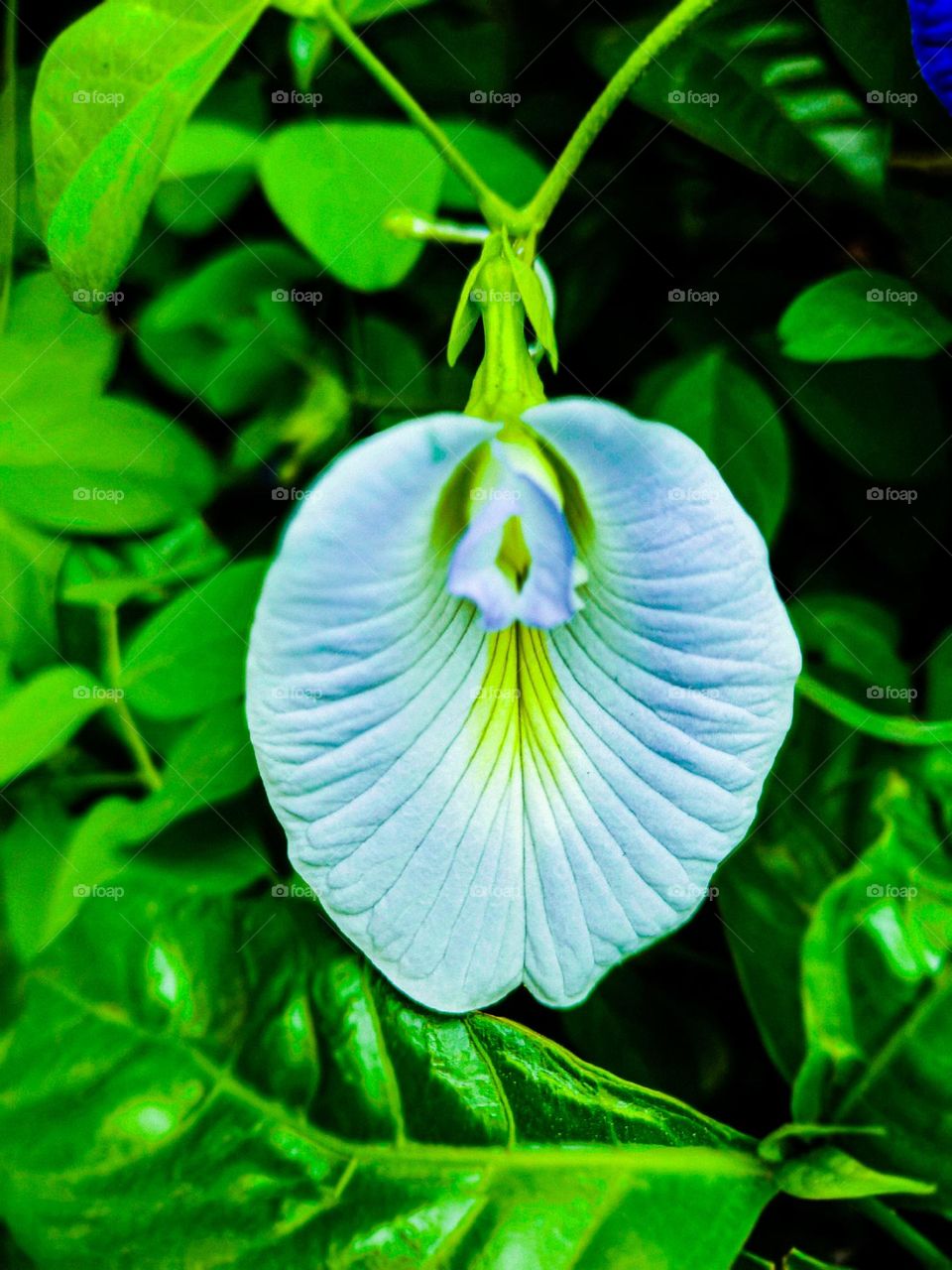 I took this picture of Aparajita next to our house.  The picture of Aparajita looks very beautiful.  Even the pictures of flowers are very beautiful.  This picture of Aparajita is a picture taken of our village.