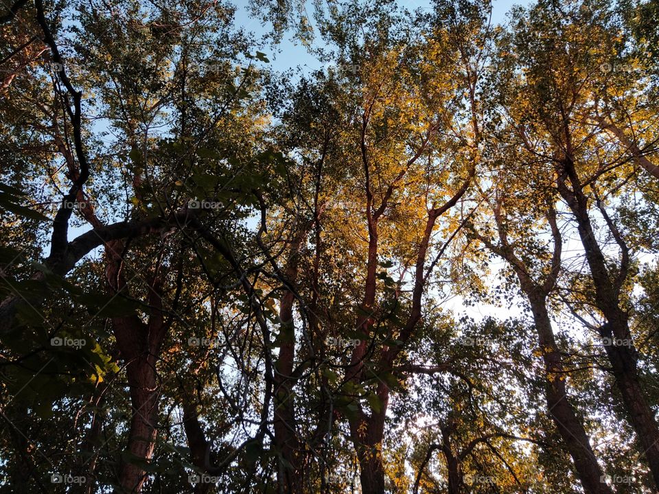 Trees in autumn