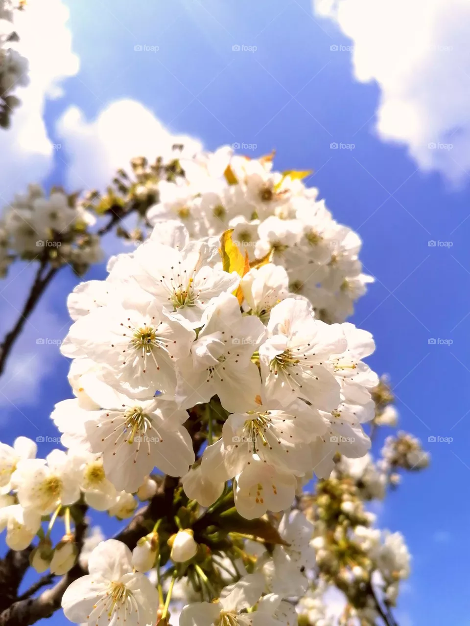 Spring