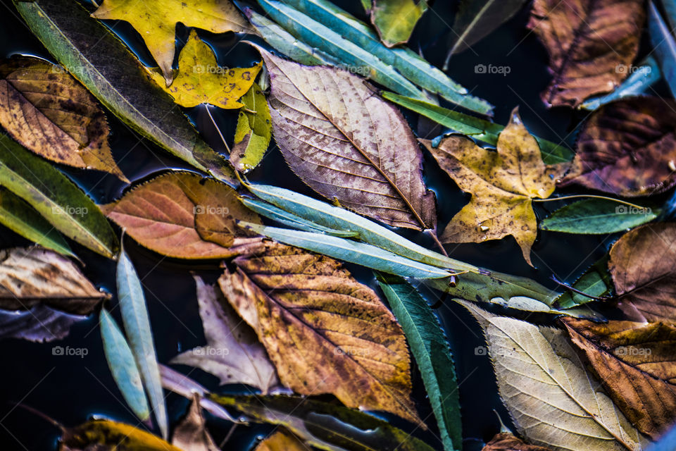 leaves in the ice