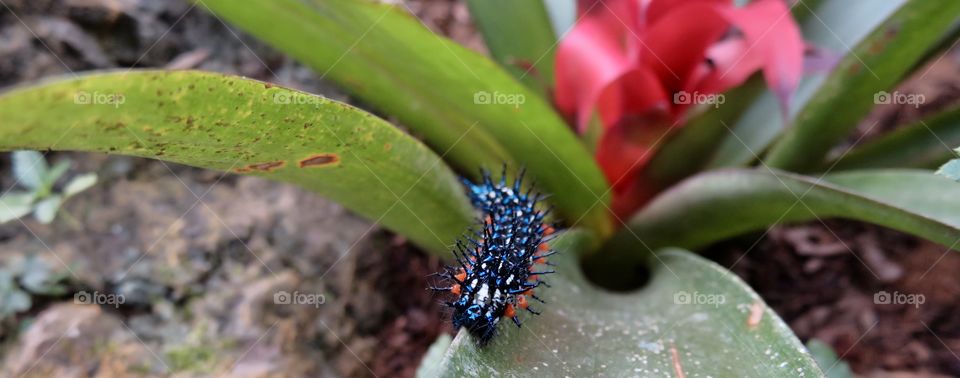 Caterpillar Butterfly 