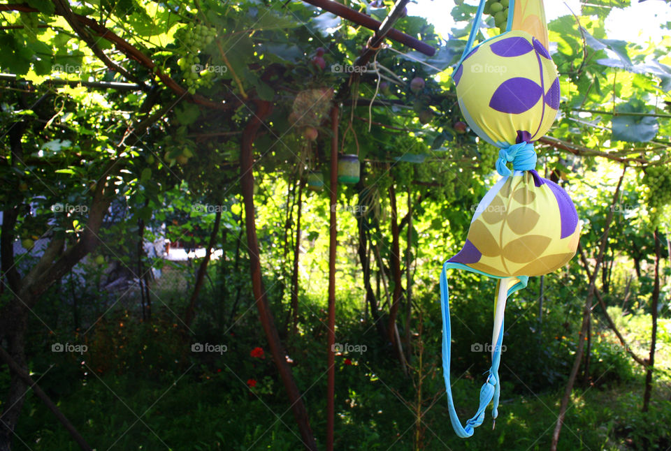 A swimwear hanging on a tree