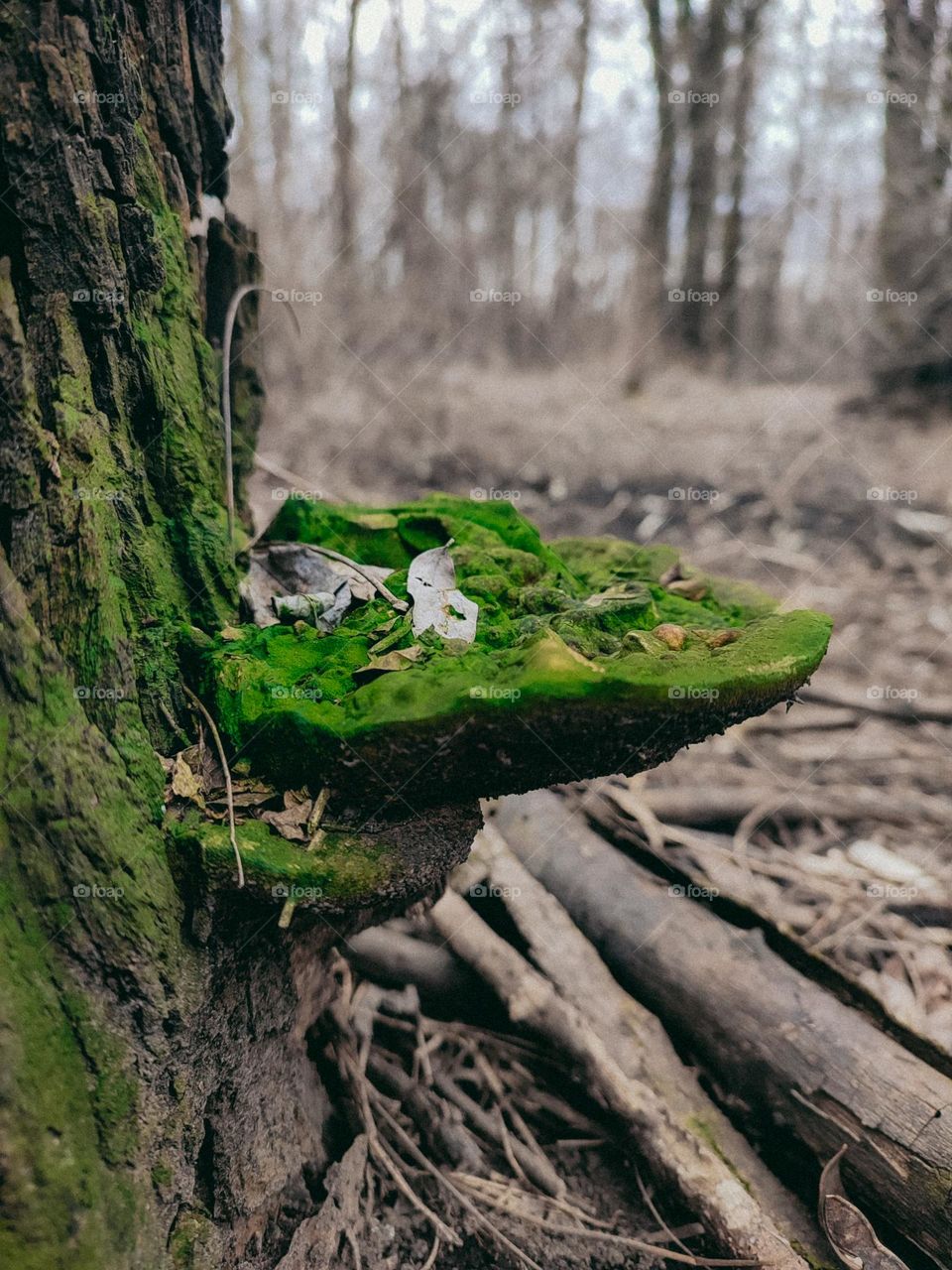 Old polypore mushroom covered with green moss on the tree. Tree bark, forest, mycology