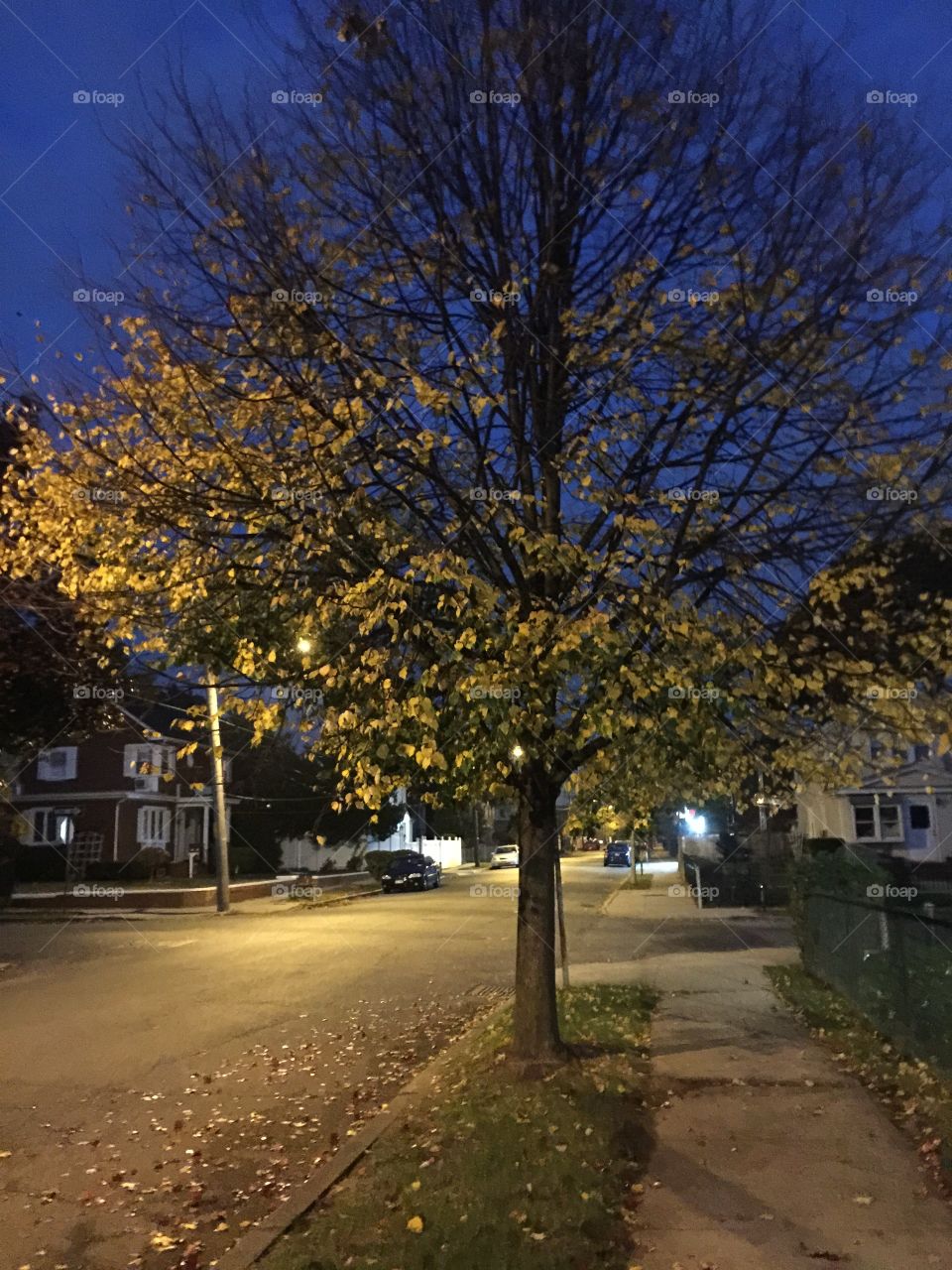 A Tree Grows In Queens