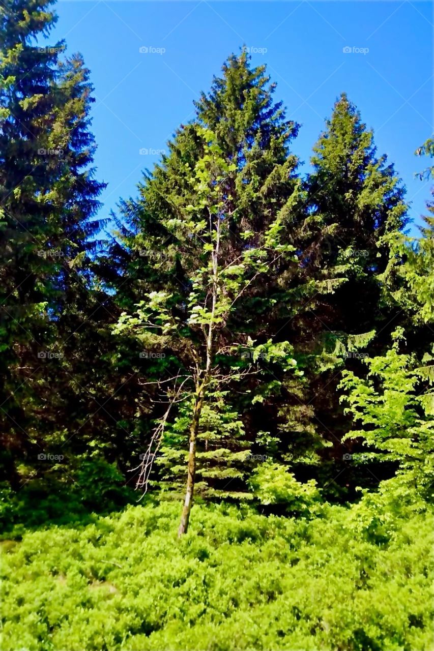 This is a beautiful forest clearing on the outskirts of peat swampland near „Torfhaus“ in „Harz“, „Saxony-Anhalt“ in former „East Germany“, the „DDR“ or „German Democratic Republic“. 2024. Hypnotic Productions