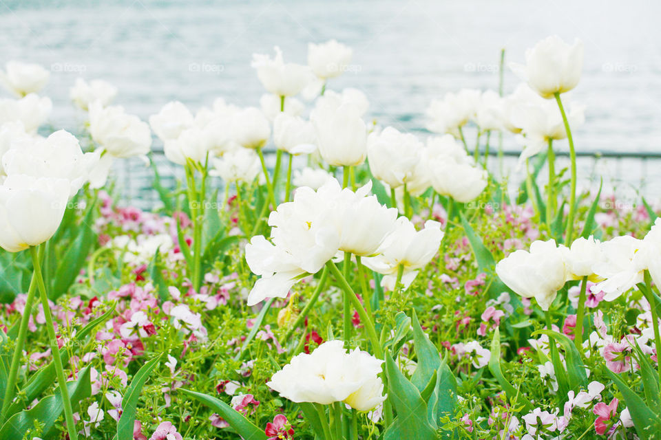 close up view of flower in the garden. .