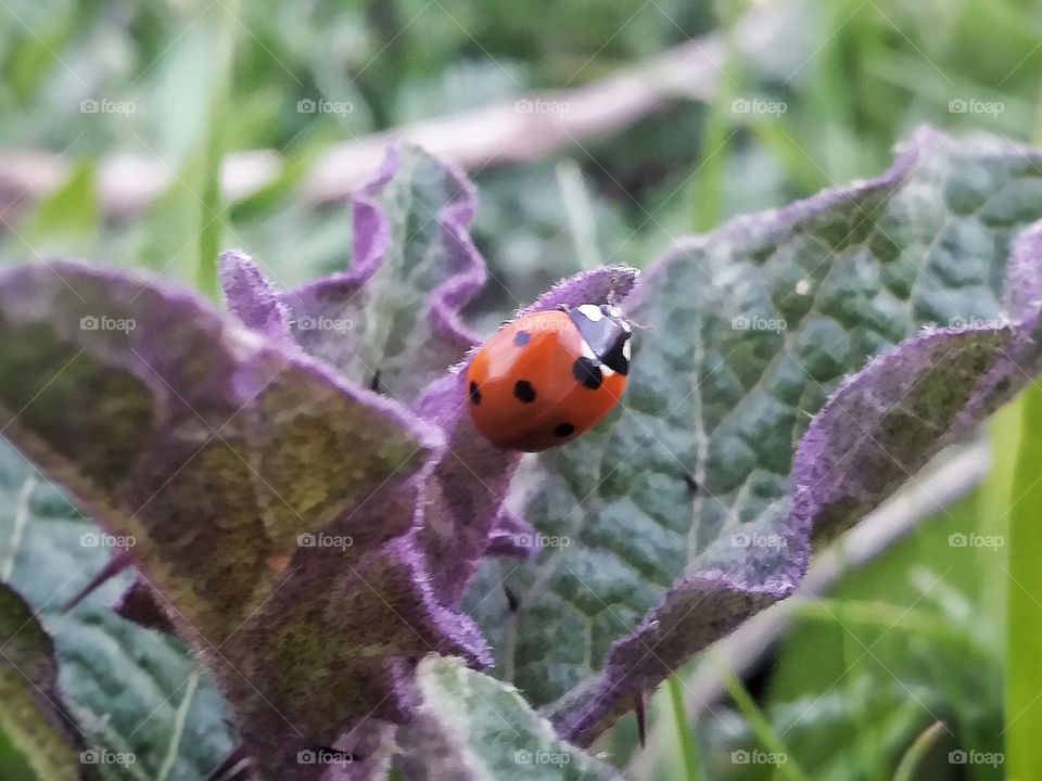 Closeup of an Orange Ladybug on a Purple Weed in a Pasture