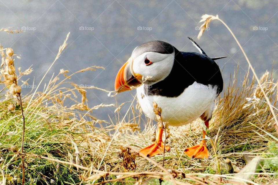 Frailecillo del atlantico 🇮🇸