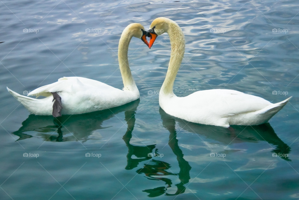 birds heart love swans by kphotographic