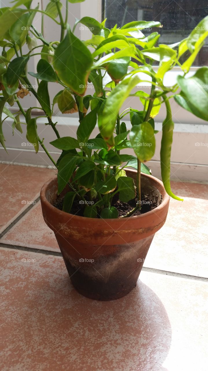 chilli plant
