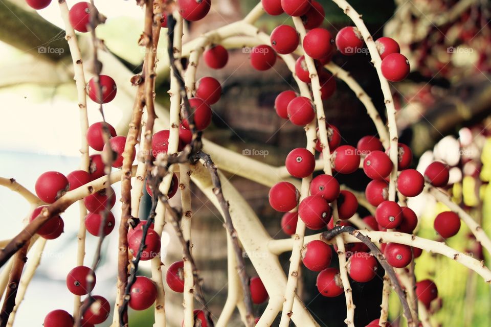 Red berries tree 