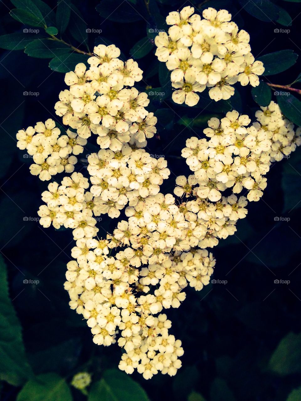 Little White Flowers