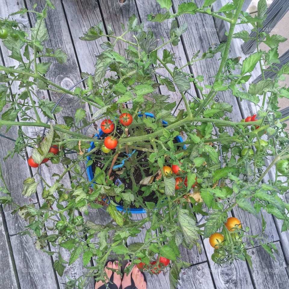 Cherry Tomato Bucket