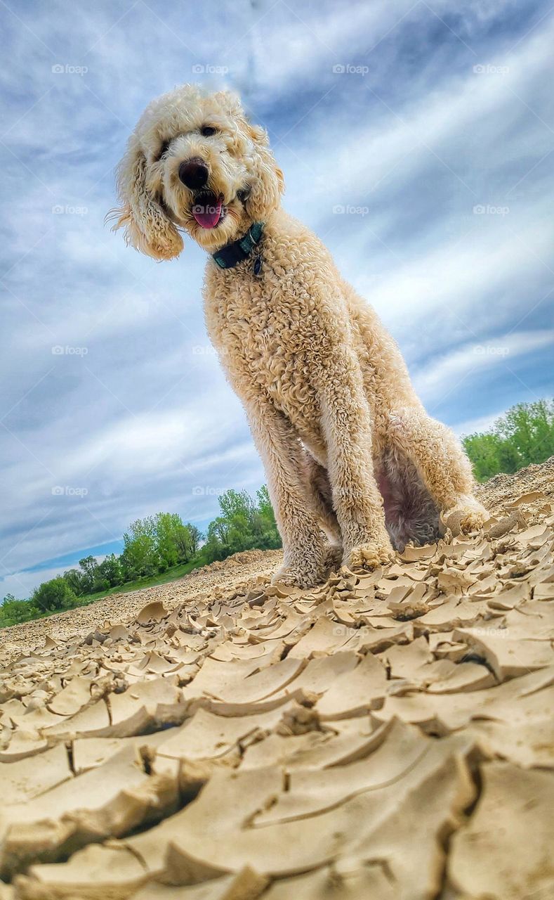 doodle dog on dry ground