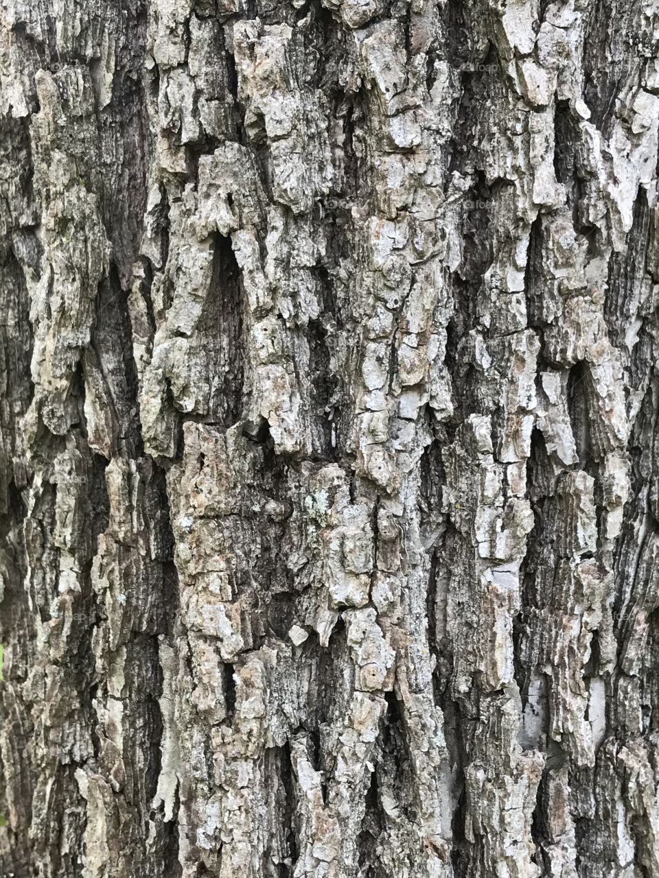 American White Ash Tree. Texture in nature.  