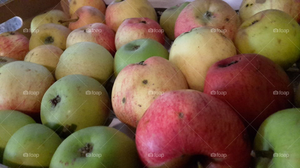 healthy colors. organic apples in a variety of colors, all from the same tree