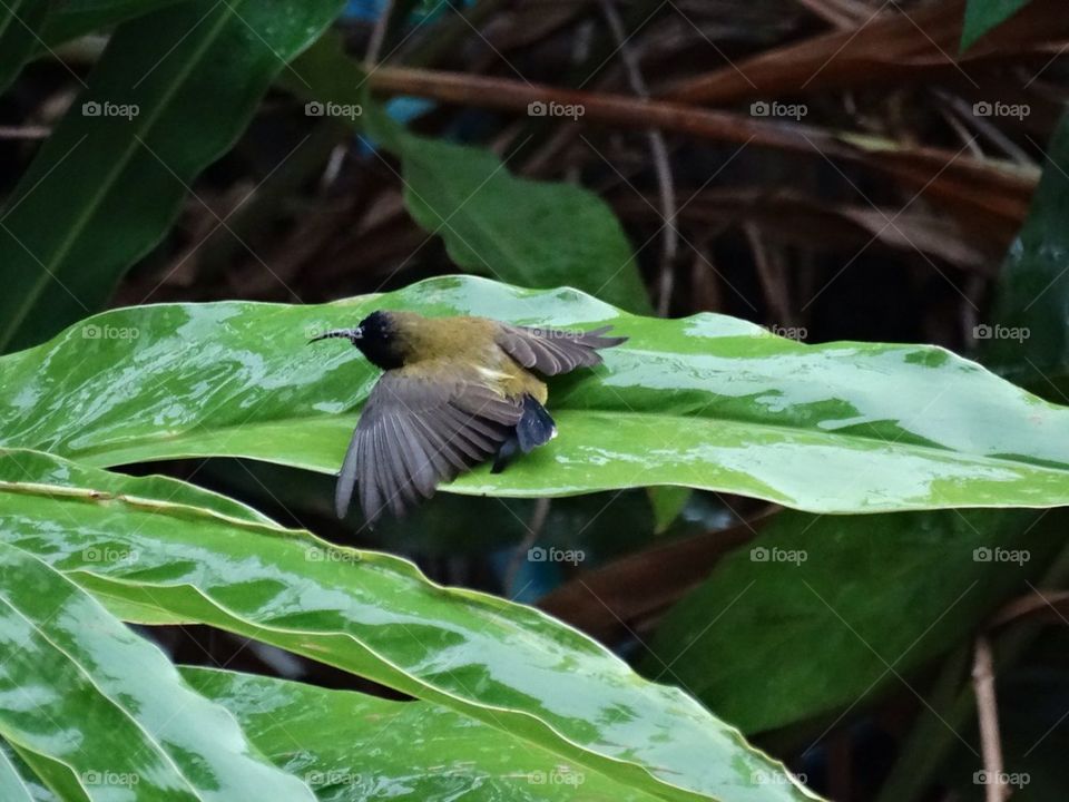 Bird on a leaf