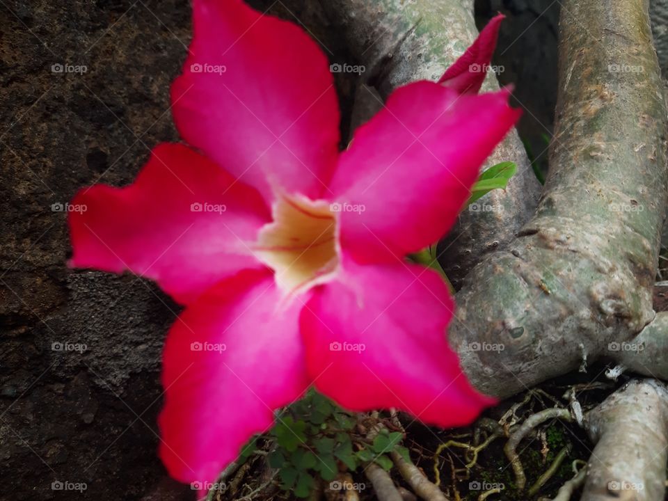 A pink flower which well known as adenium obesum. This flower is easy to grow in tropical country especially in summer season.