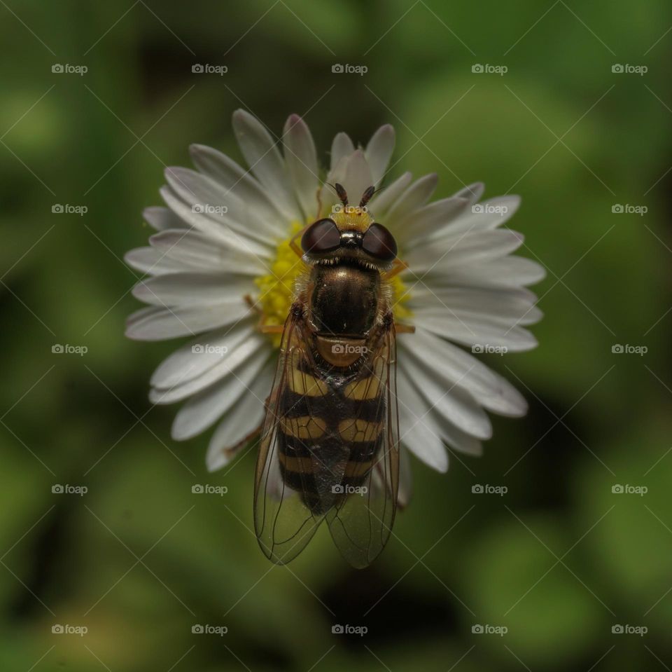Nature's Tiny Hovercraft – A Hoverfly Resting Gracefully on a Daisy