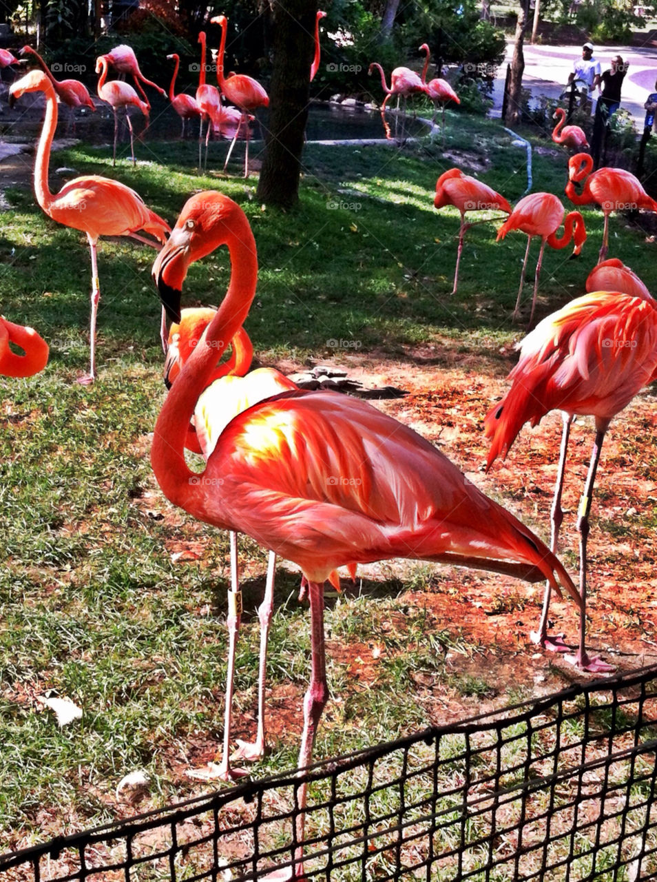 nature pink zoo animals by alex.m.gossett