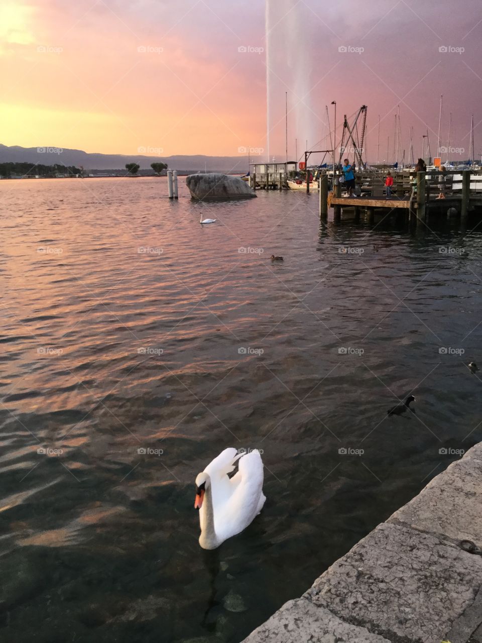 Lake Geneva Swan in Sunset. Lake Geneva Swan in Sunset