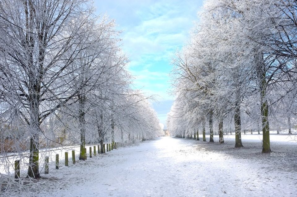 An avenue of snow covered trees in winter