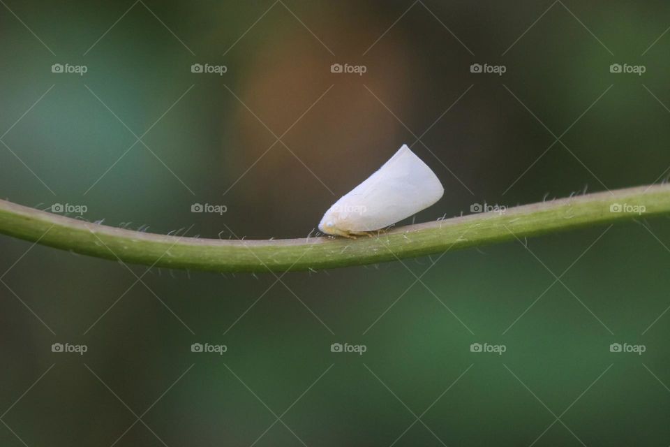 a little white moth