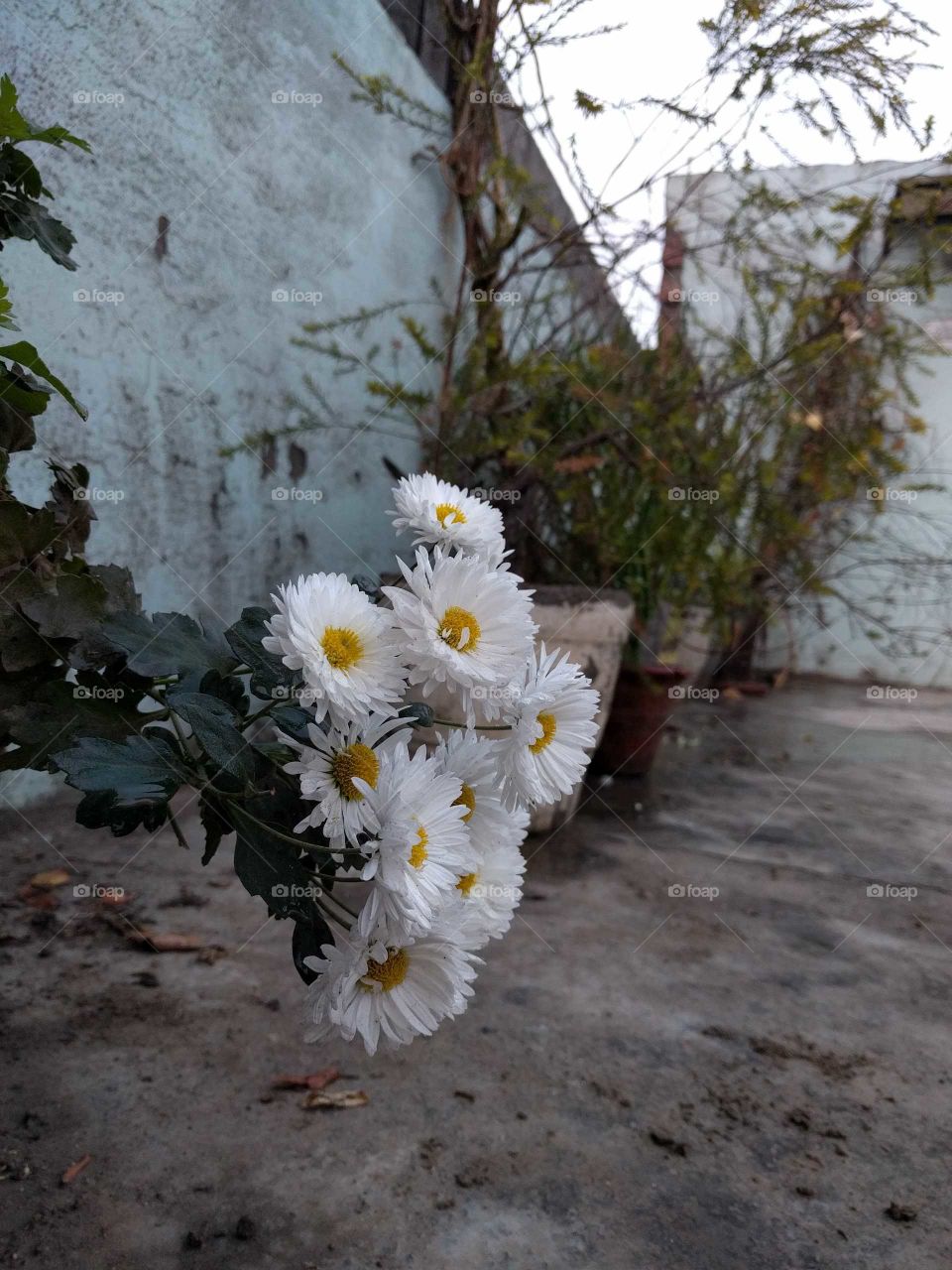 bunch of flowers in winter