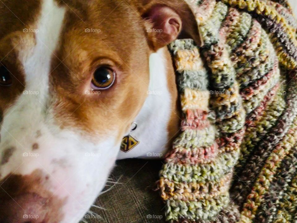 Beautiful pitbull cuddling with a homemade crochet blanket 