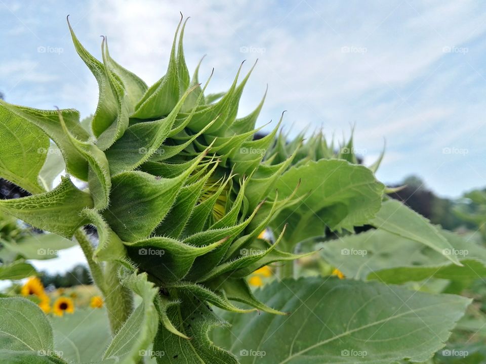 sunflower