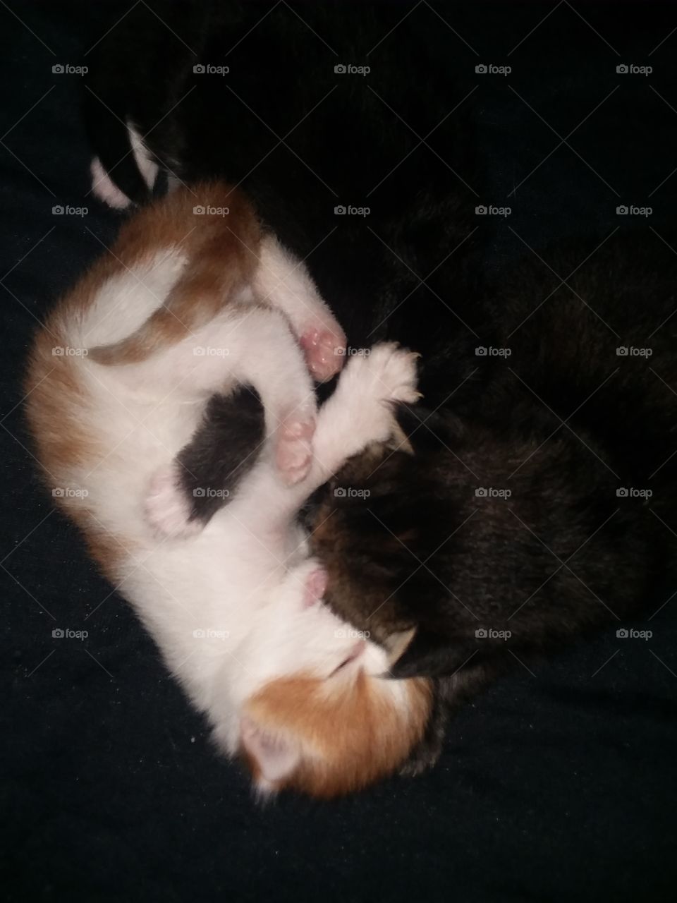 kittens