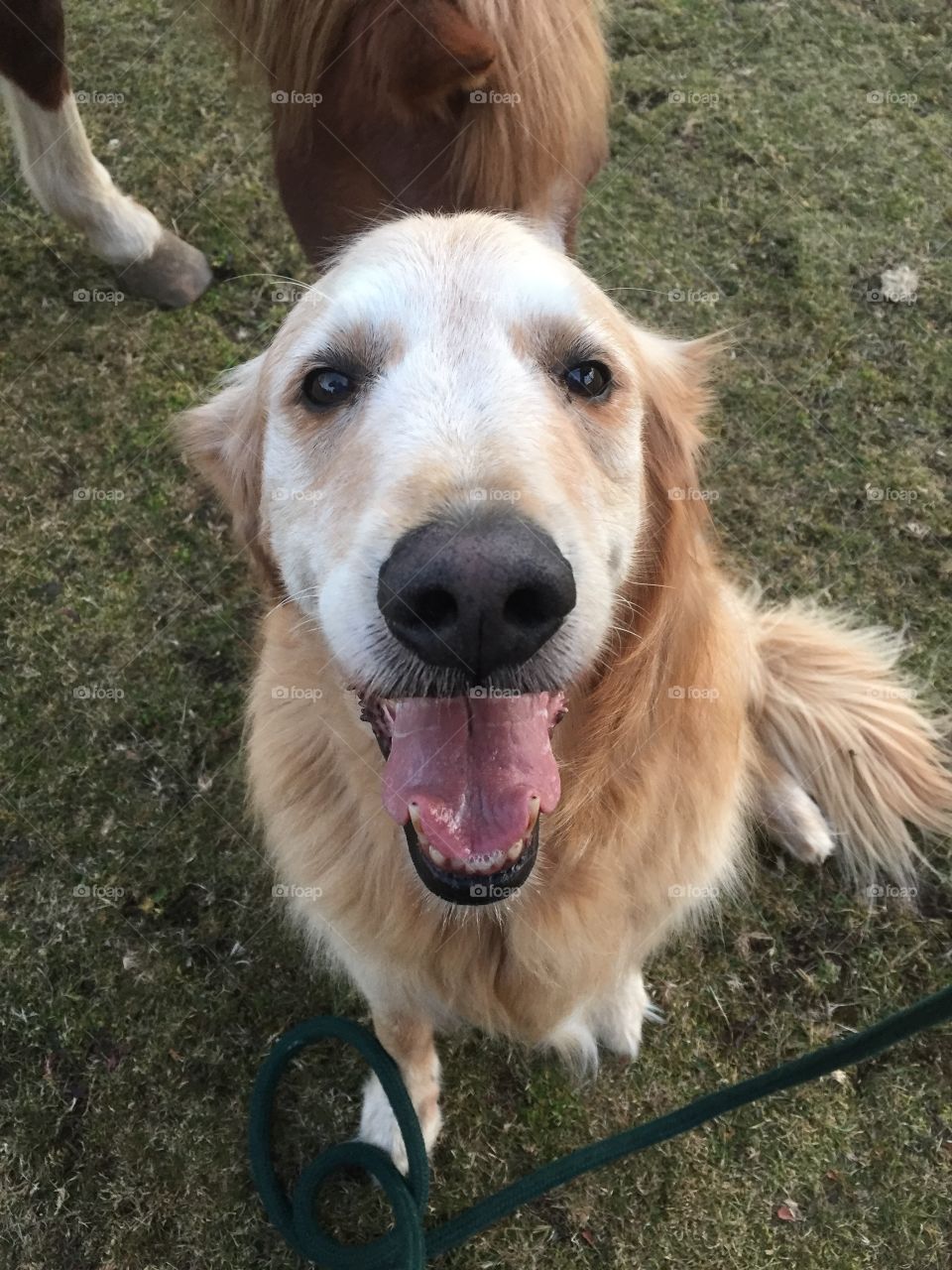 High angle view of dog