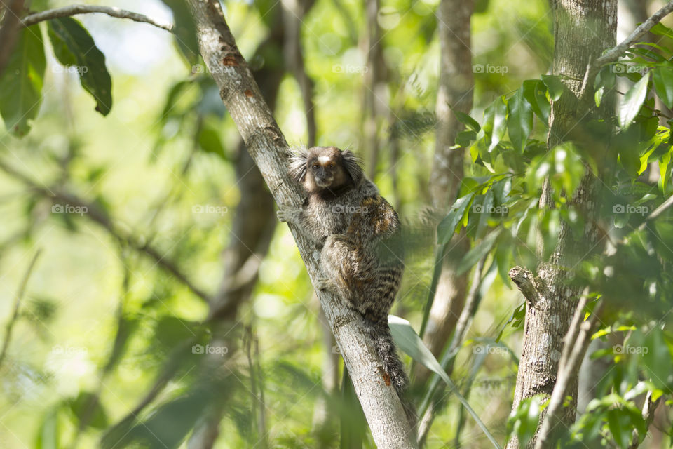 Little monkey in Rio de Janeiro Brazil ( Callithrix penicillata).