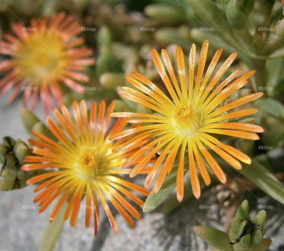 flower trio