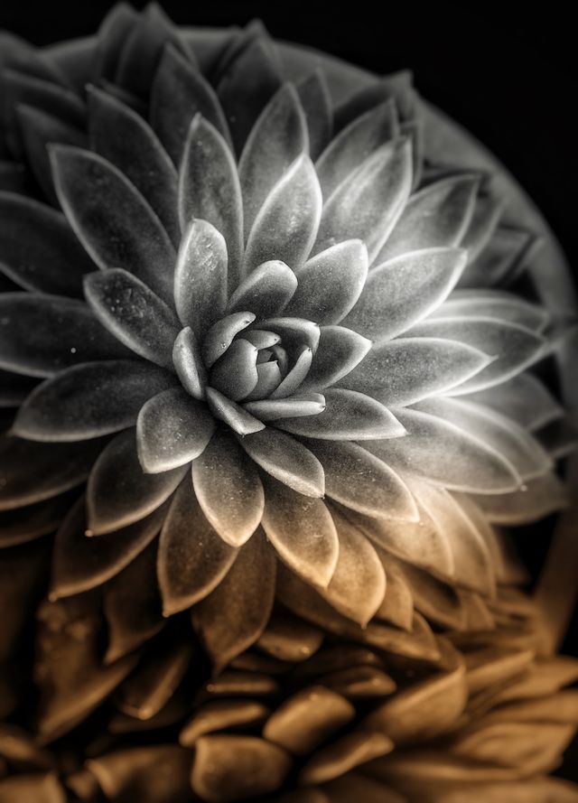 Stunning Succulent Art! Perfect for Canvas Art, Metal Art, Greeting Cards, Screensavers snd Wall Art.