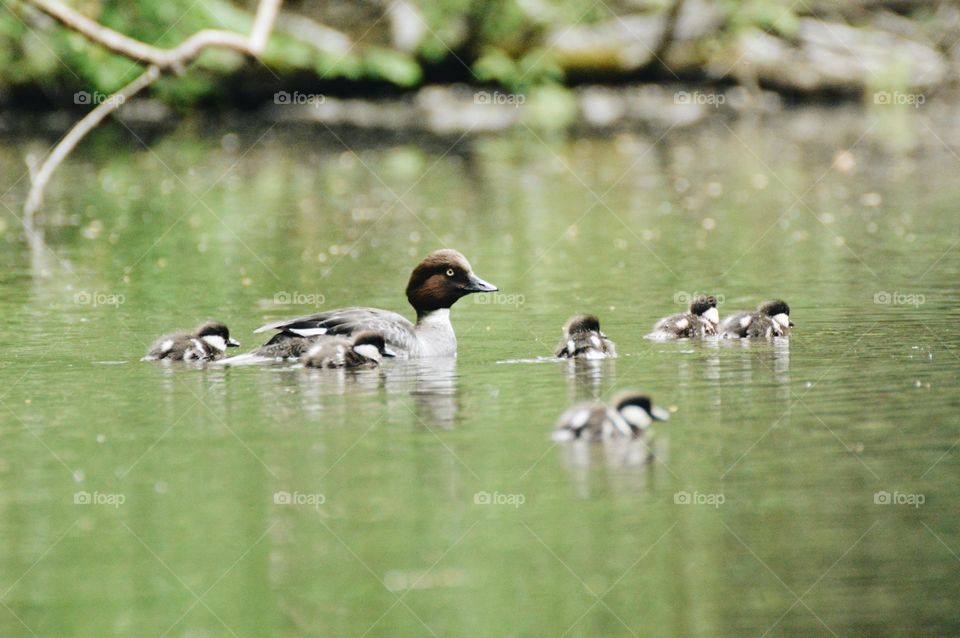 A family of birds in lake